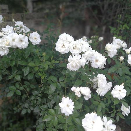 Clarens Cottages 外观 照片